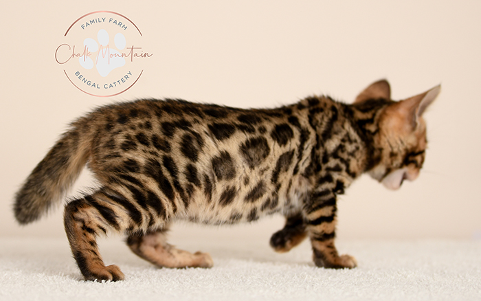 Bengal kitten for sale